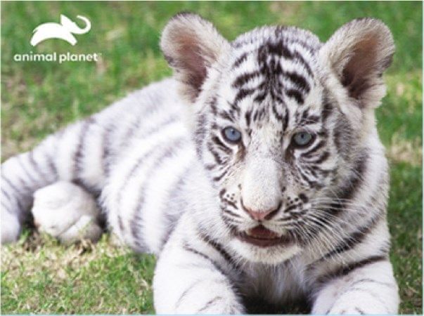 Prime 3D Puzzle Animal planet: Bílý tygr 3D 63 dílků - obrázek 1