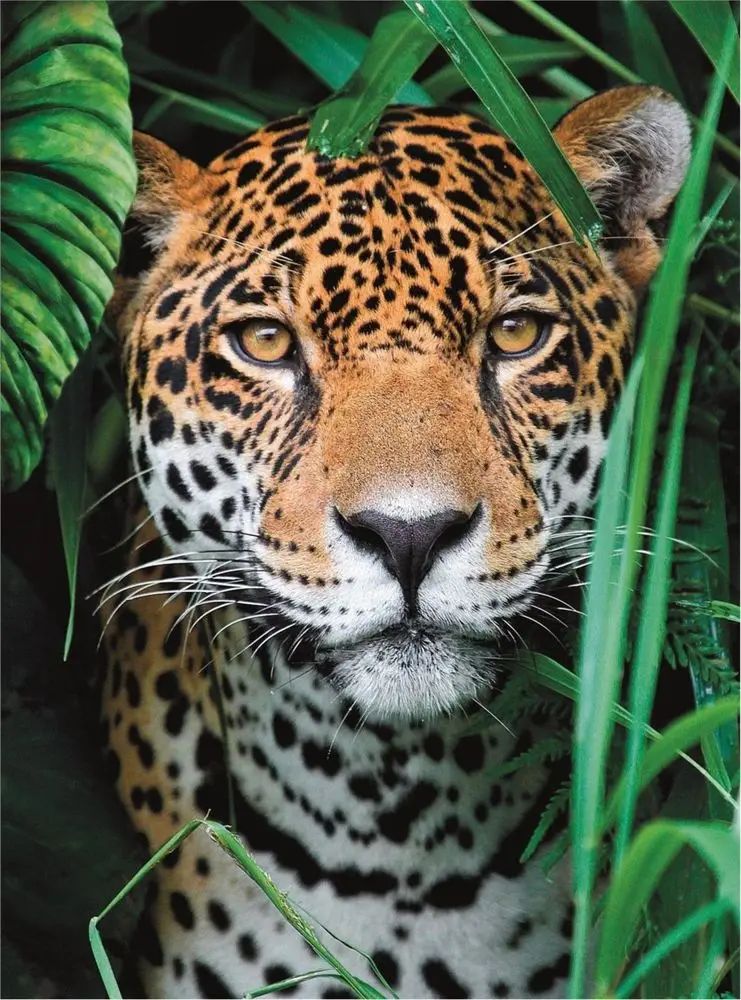 Clementoni Puzzle Jaguár v džungli 500 dílků - obrázek 1