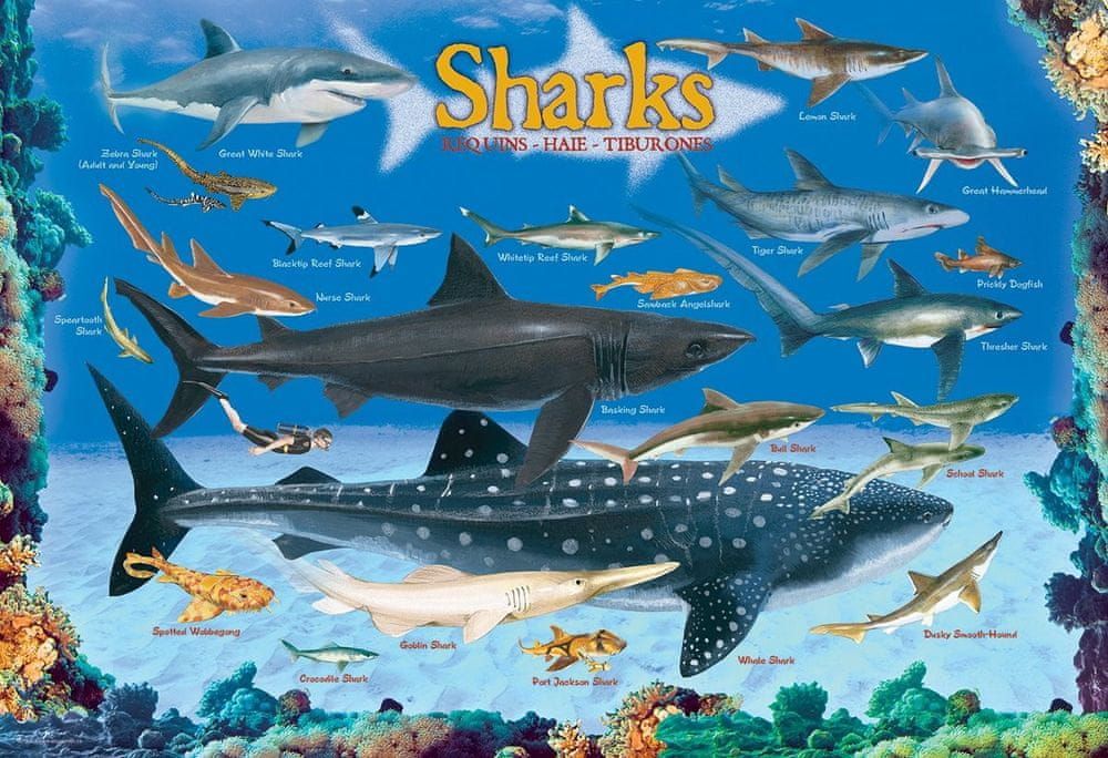EuroGraphics Puzzle Žraloci 100 dílků - obrázek 1