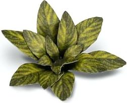 Dekorace GamersGrass: Laser Plants - Dumb Cane - obrázek 1