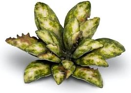 Dekorace GamersGrass: Laser Plants - Dumb Cane - obrázek 2