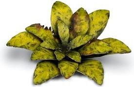 Dekorace GamersGrass: Laser Plants - Dumb Cane - obrázek 3