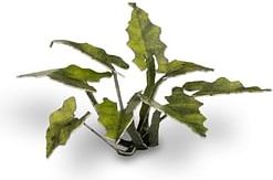Dekorace GamersGrass: Laser Plants - Lords-and-Ladies - obrázek 2