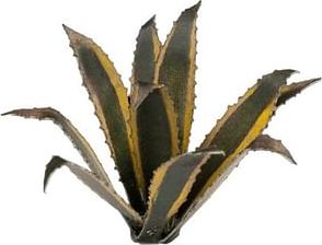 Dekorace GamersGrass: Laser Plants - Agave - obrázek 1
