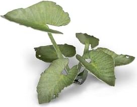 Dekorace GamersGrass: Laser Plants - Elephant Ear - obrázek 2