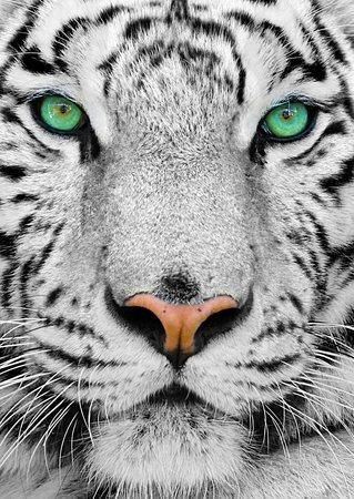 ENJOY Puzzle Bílý sibiřský tygr 1000 dílků - obrázek 1