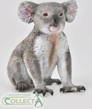 Koala - obrázek 1