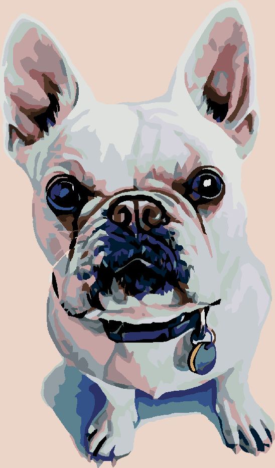 zuty Malování podle čísel - BÍLÝ BULDOČEK S MODRÝM OBOJKEM - Rozměr: 40x50 cm, Rámování: Varianta: bez rámu a bez vypnutí plátna - obrázek 2