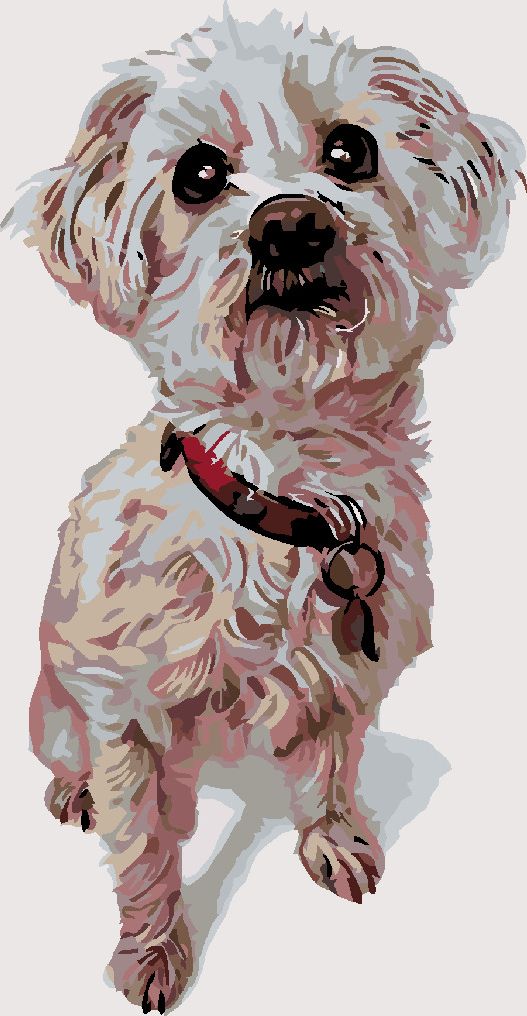 zuty Malování podle čísel - MALTÉZSKÝ PSÍK - Rozměr: 40x50 cm, Rámování: Varianta: bez rámu a bez vypnutí plátna - obrázek 7