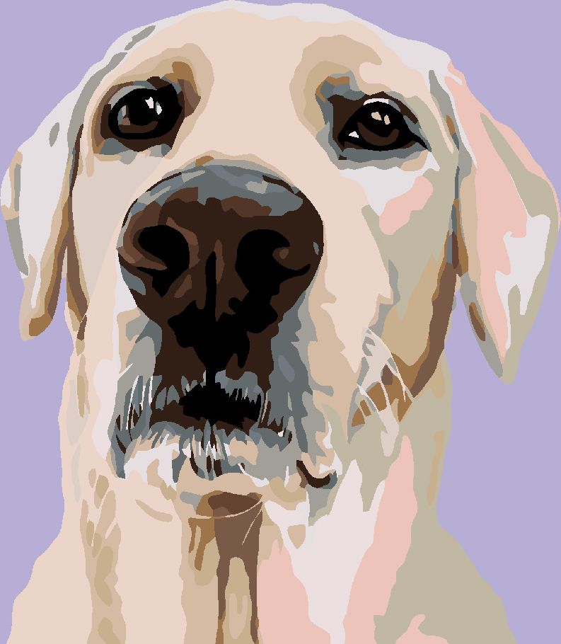 zuty Malování podle čísel - LABRADORSKÝ RETRÍVR - Rozměr: 40x50 cm, Rámování: Varianta: vypnuté plátno na rám - obrázek 9