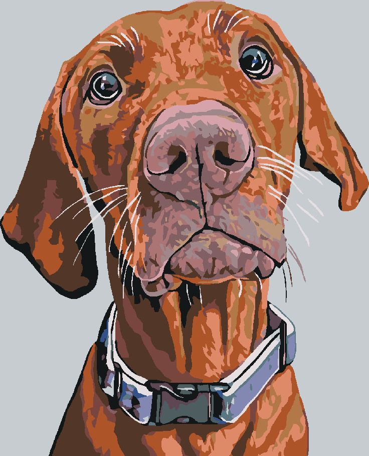 zuty Malování podle čísel - RIDGEBACK S MODRÝM OBOJKEM - Rozměr: 40x50 cm, Rámování: Varianta: bez rámu a bez vypnutí plátna - obrázek 10