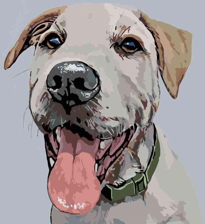 zuty Malování podle čísel - PES SE ZELENÝM OBOJKEM - Rozměr: 40x50 cm, Rámování: Varianta: vypnuté plátno na rám - obrázek 14