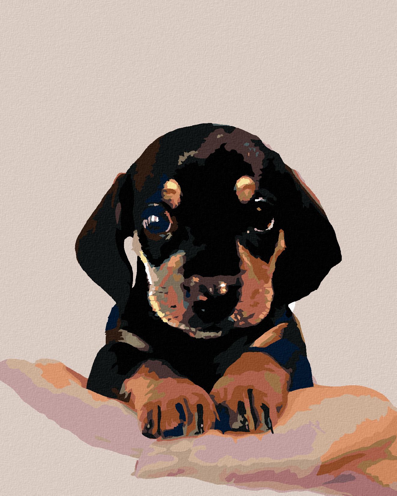 zuty Malování podle čísel - ŠTĚNĚ KRÁTKOSRSTÉHO JEZEVČÍKA - Rozměr: 40x50 cm, Rámování: Varianta: vypnuté plátno na rám - obrázek 1
