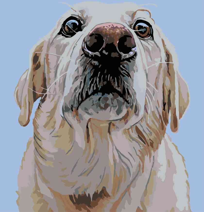 zuty Malování podle čísel - LABRADOR - Rozměr: 40x50 cm, Rámování: Varianta: vypnuté plátno na rám - obrázek 15