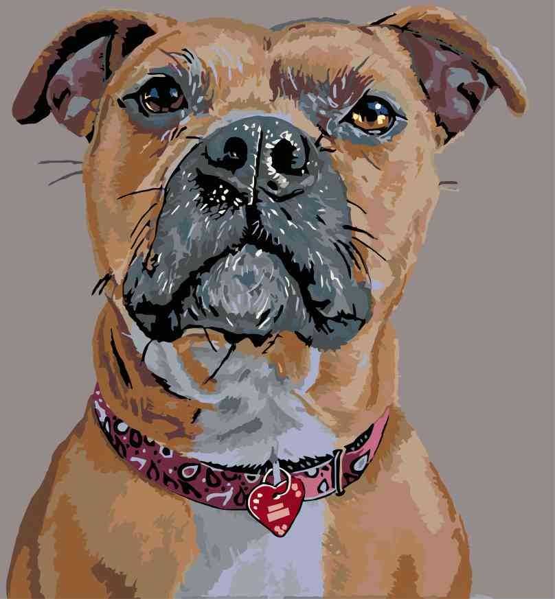zuty Malování podle čísel - PES V POZORU A SRDÍČKOVÝ OBOJEK - Rozměr: 40x50 cm, Rámování: Varianta: vypnuté plátno na rám - obrázek 14