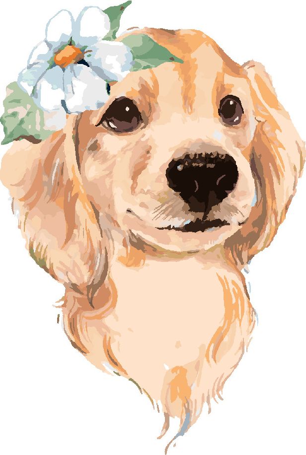 zuty Malování podle čísel - ROZTOMILÝ PES A BÍLÁ KVĚTINA - Rozměr: 40x50 cm, Rámování: Varianta: vypnuté plátno na rám - obrázek 10