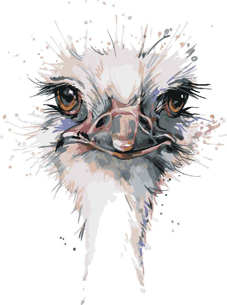 zuty Malování podle čísel - PŠTROSÍ HLAVA - Rozměr: 40x50 cm, Rámování: Varianta: vypnuté plátno na rám - obrázek 10