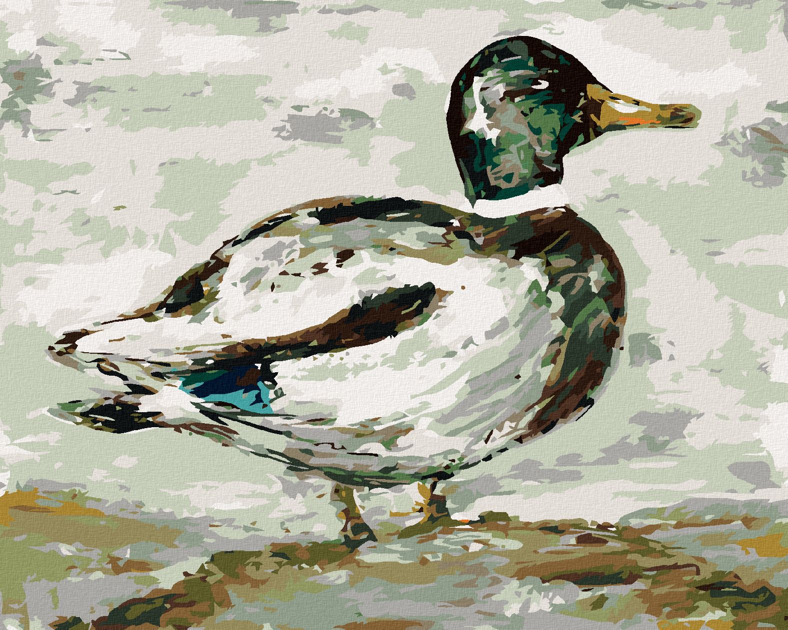 zuty Malování podle čísel - DIVOKÝ KAČER (HALEY BUSH) - Rozměr: 40x50 cm, Rámování: Varianta: vypnuté plátno na rám - obrázek 1