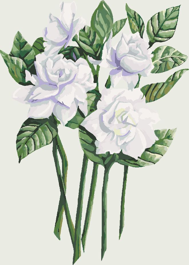 zuty Malování podle čísel - BÍLÉ KVĚTY GARDÉNIE (ALEXANDRIA GILBERT) - Rozměr: 40x50 cm, Rámování: Varianta: bez rámu a bez vypnutí plátna - obrázek 10