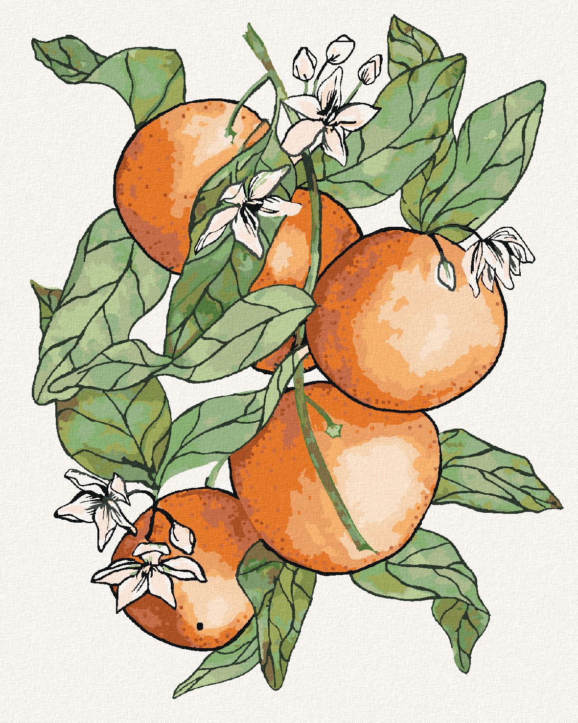 zuty Malování podle čísel - VĚTEV A POMERANČE (ALEXANDRIA GILBERT) - Rozměr: 40x50 cm, Rámování: Varianta: bez rámu a bez vypnutí plátna - obrázek 1