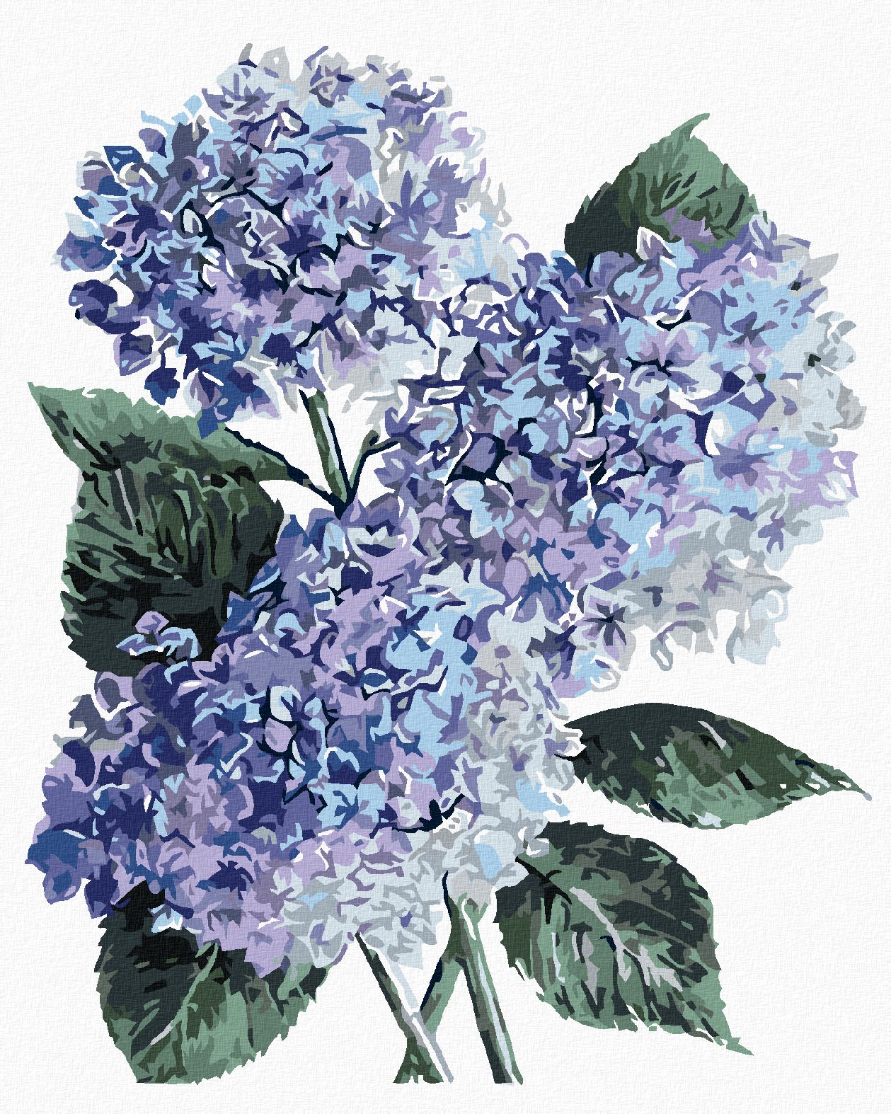 zuty Malování podle čísel - MODRÉ HORTENZIE (ALEXANDRIA GILBERT) - Rozměr: 40x50 cm, Rámování: Varianta: bez rámu a bez vypnutí plátna - obrázek 1