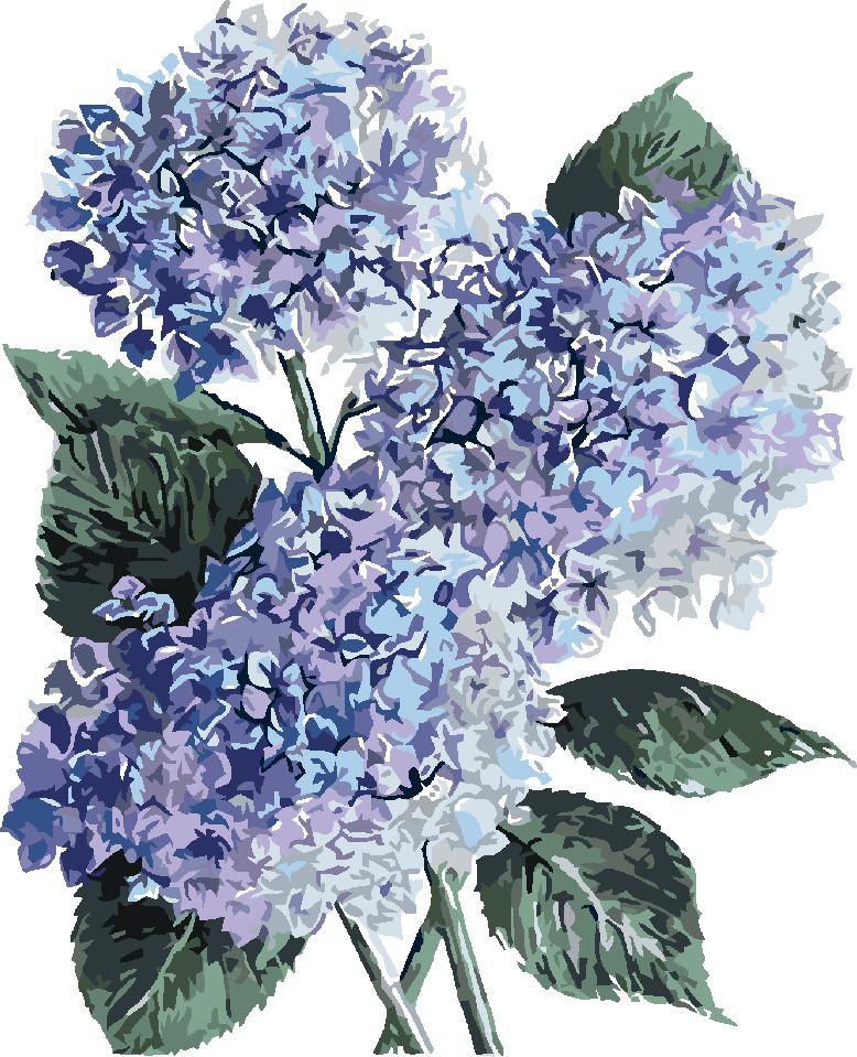 zuty Malování podle čísel - MODRÉ HORTENZIE (ALEXANDRIA GILBERT) - Rozměr: 40x50 cm, Rámování: Varianta: bez rámu a bez vypnutí plátna - obrázek 4