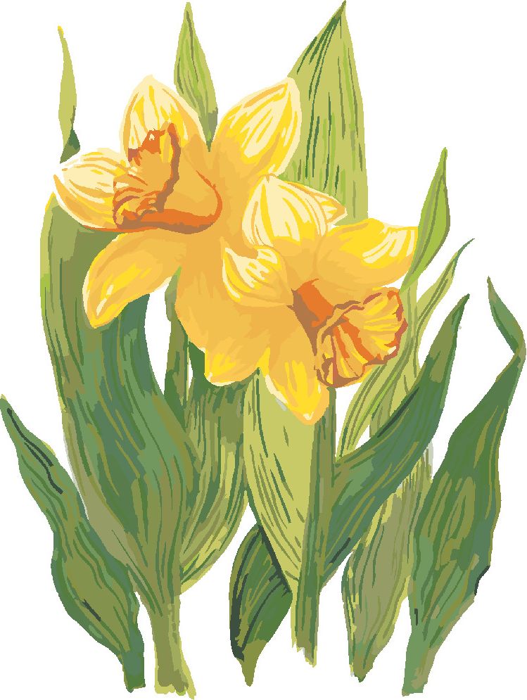 zuty Malování podle čísel - ŽLUTÉ NARCISY (ALEXANDRIA GILBERT) - Rozměr: 40x50 cm, Rámování: Varianta: bez rámu a bez vypnutí plátna - obrázek 3