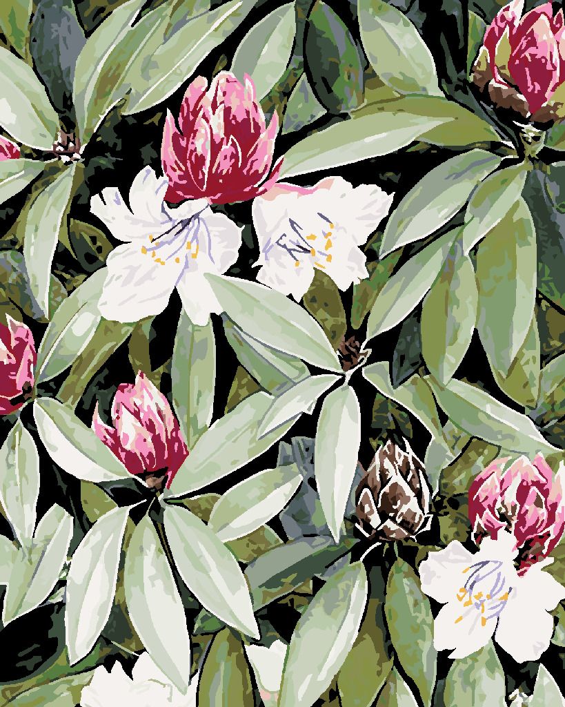 zuty Malování podle čísel - RODODENDRON S BÍLÝMI A RŮŽOVÝMI KVĚTY (ALEXANDRIA GILBERT) - Rozměr: 40x50 cm, Rámování: Varianta: vypnuté plátno na rám - obrázek 3