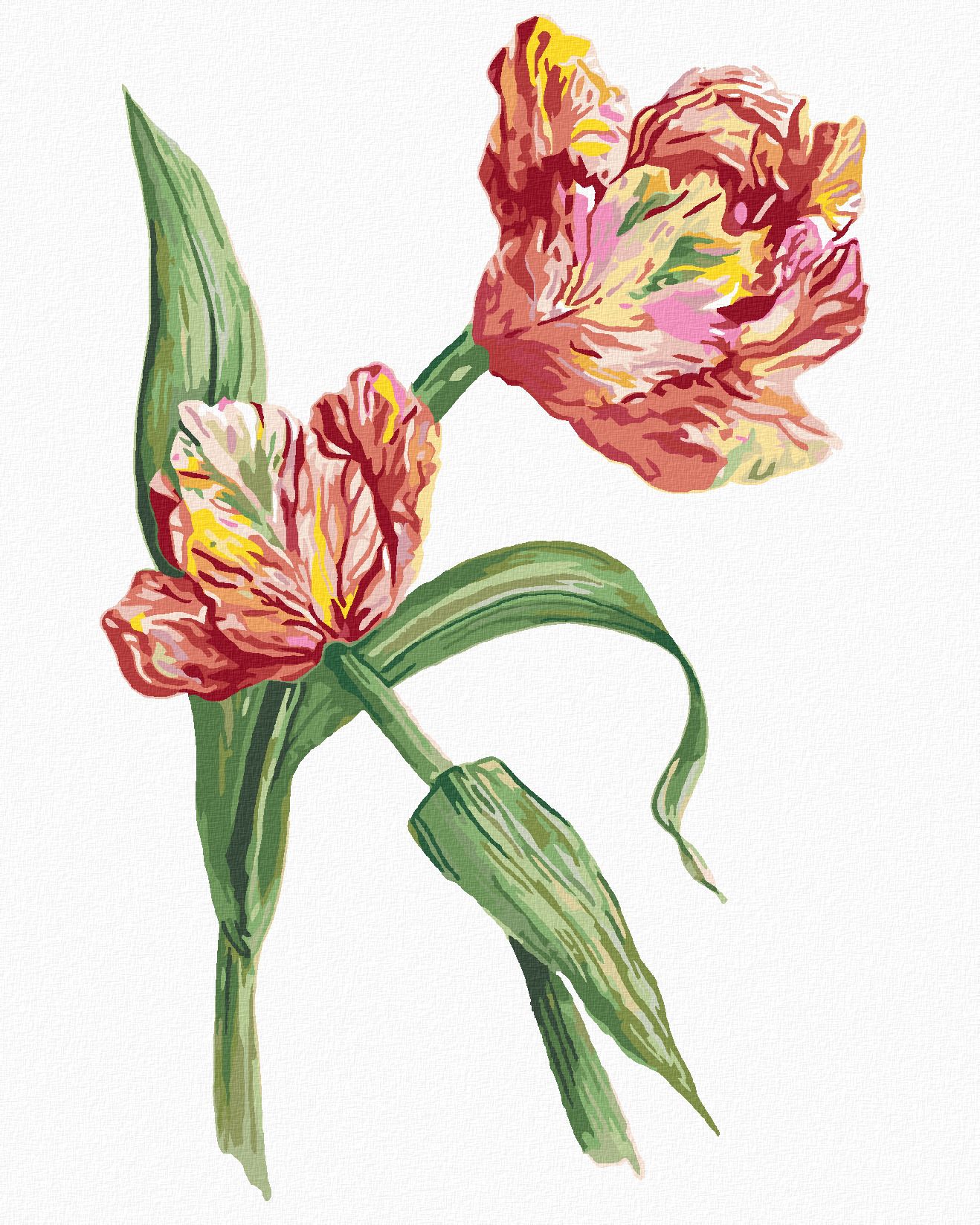 zuty Malování podle čísel - TULIPÁN (ALEXANDRIA GILBERT) - Rozměr: 40x50 cm, Rámování: Varianta: vypnuté plátno na rám - obrázek 1
