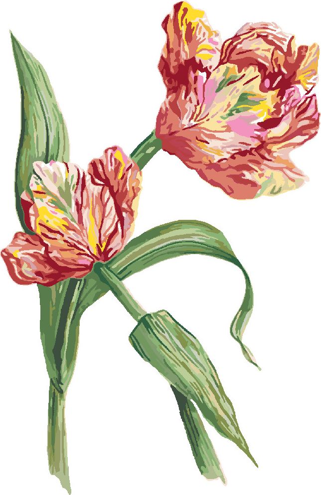 zuty Malování podle čísel - TULIPÁN (ALEXANDRIA GILBERT) - Rozměr: 40x50 cm, Rámování: Varianta: vypnuté plátno na rám - obrázek 4