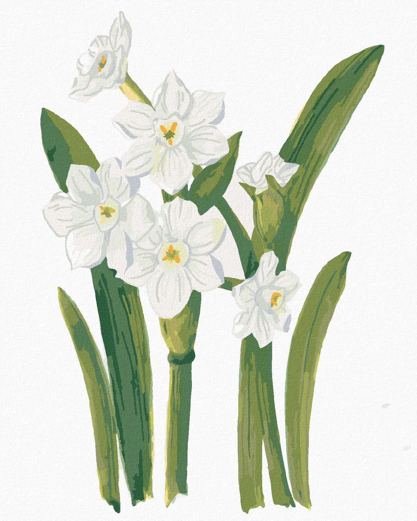 zuty Malování podle čísel - BÍLÉ NARCISY (ALEXANDRIA GILBERT) - Rozměr: 40x50 cm, Rámování: Varianta: bez rámu a bez vypnutí plátna - obrázek 1