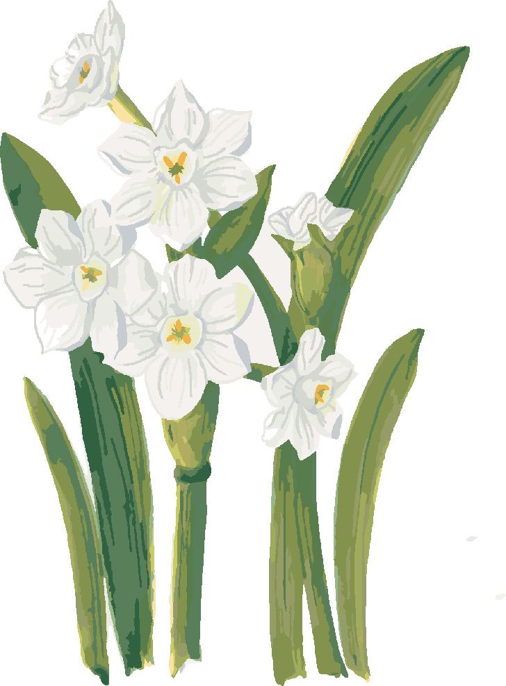 zuty Malování podle čísel - BÍLÉ NARCISY (ALEXANDRIA GILBERT) - Rozměr: 40x50 cm, Rámování: Varianta: vypnuté plátno na rám - obrázek 8