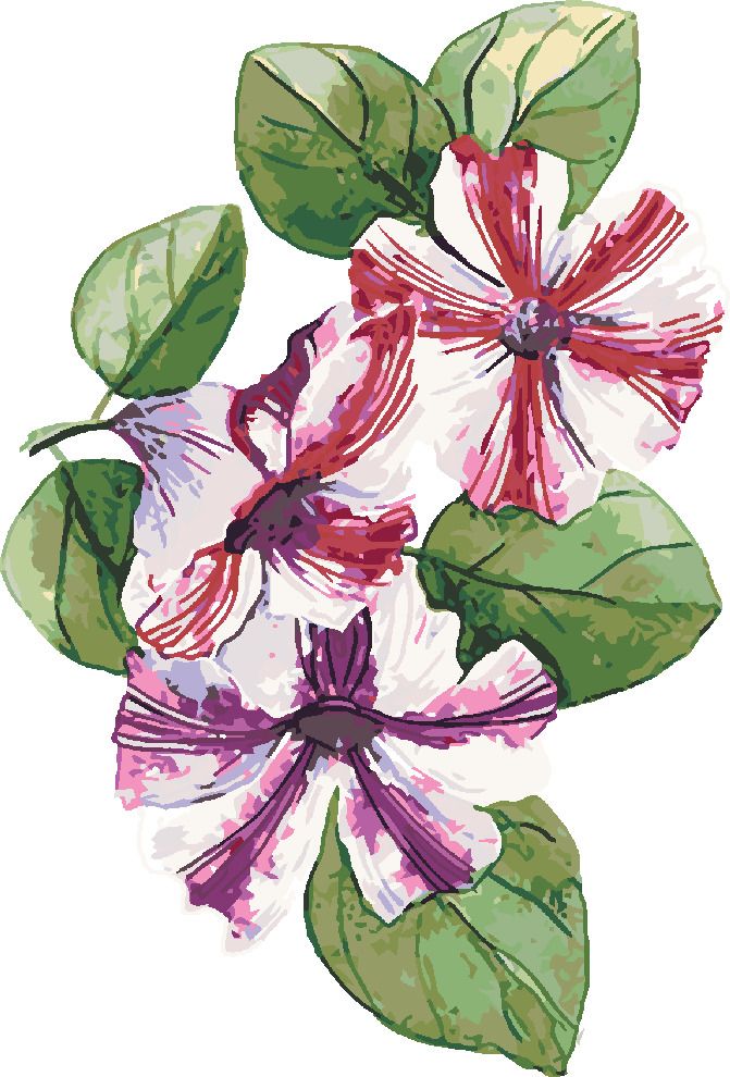 zuty Malování podle čísel - JARNÍ PETÚNIE (ALEXANDRIA GILBERT) - Rozměr: 40x50 cm, Rámování: Varianta: vypnuté plátno na rám - obrázek 5