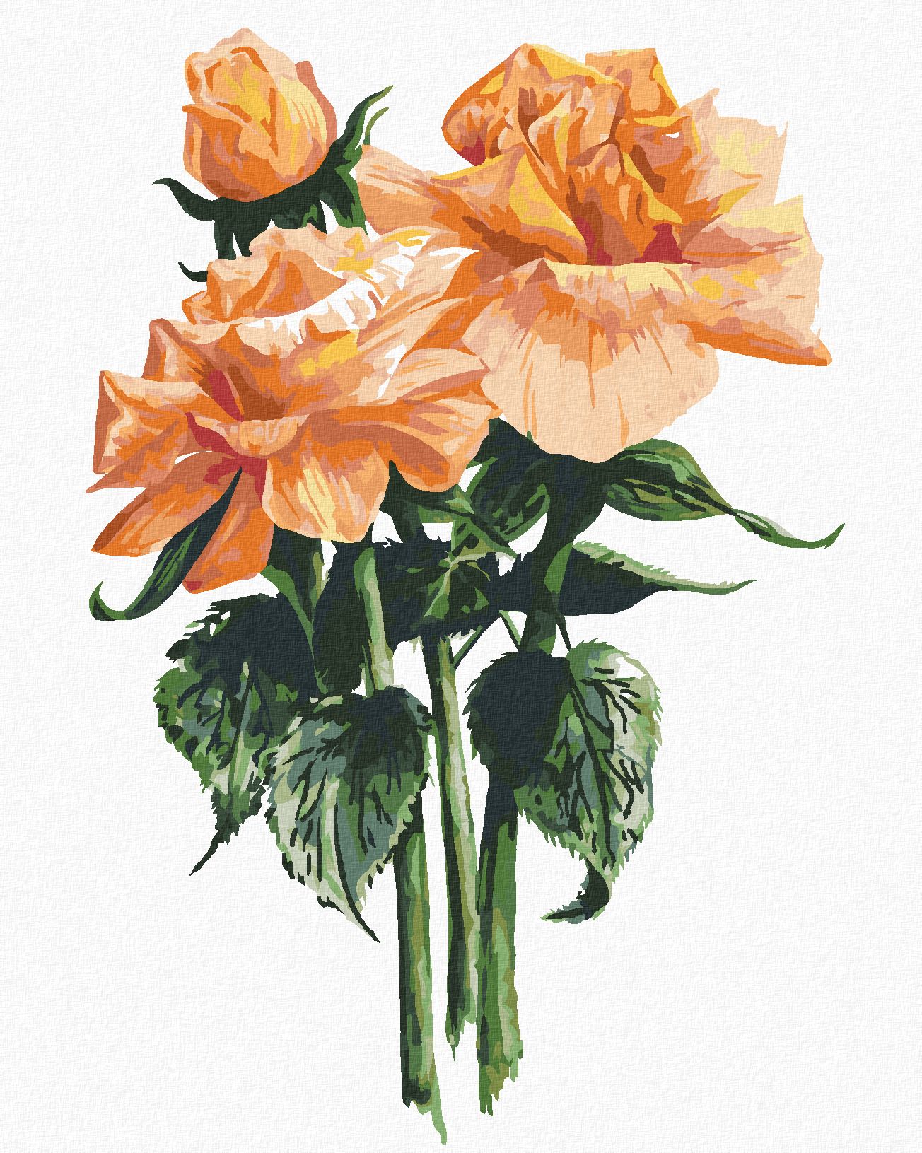 zuty Malování podle čísel - ORANŽOVÉ RŮŽE (ALEXANDRIA GILBERT) - Rozměr: 40x50 cm, Rámování: Varianta: bez rámu a bez vypnutí plátna - obrázek 1