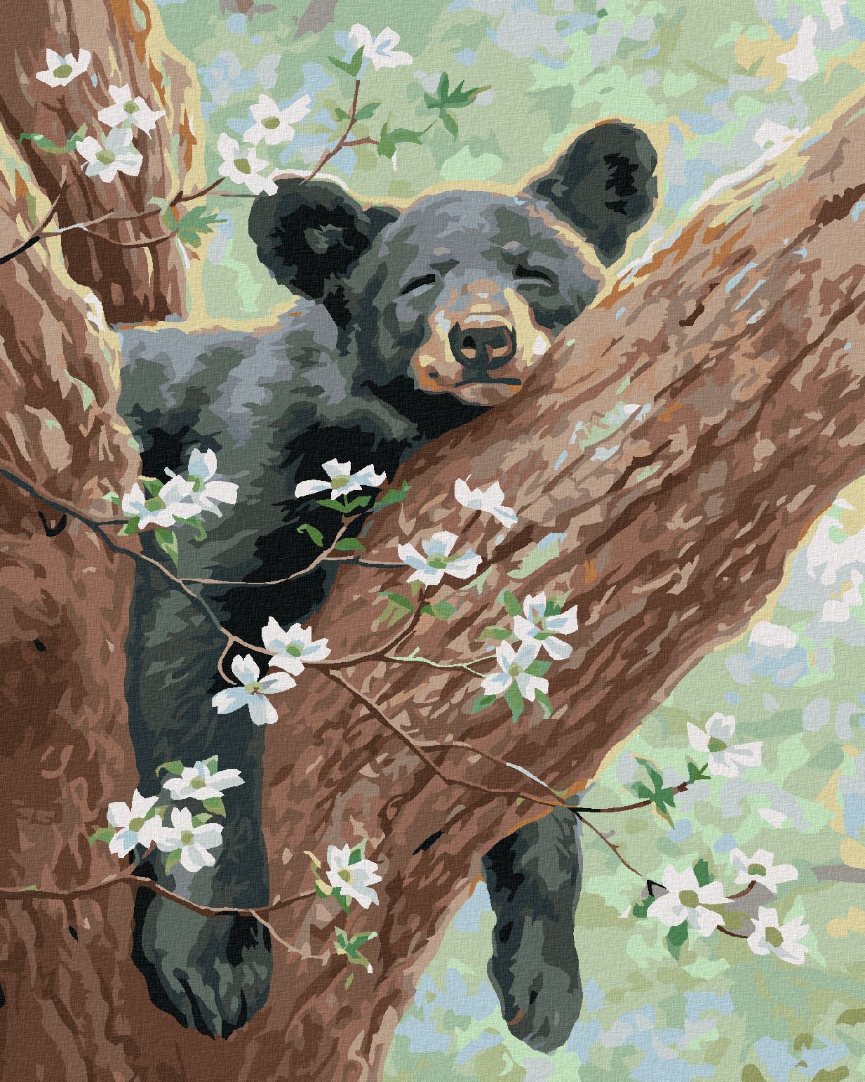 zuty Malování podle čísel - SPÍCÍ MLÁDĚ MEDVĚDA NA ROZKVETLÉ VĚTVI (ABRAHAM HUNTER) - Rozměr: 40x50 cm, Rámování: Varianta: bez rámu a bez vypnutí plátna - obrázek 1