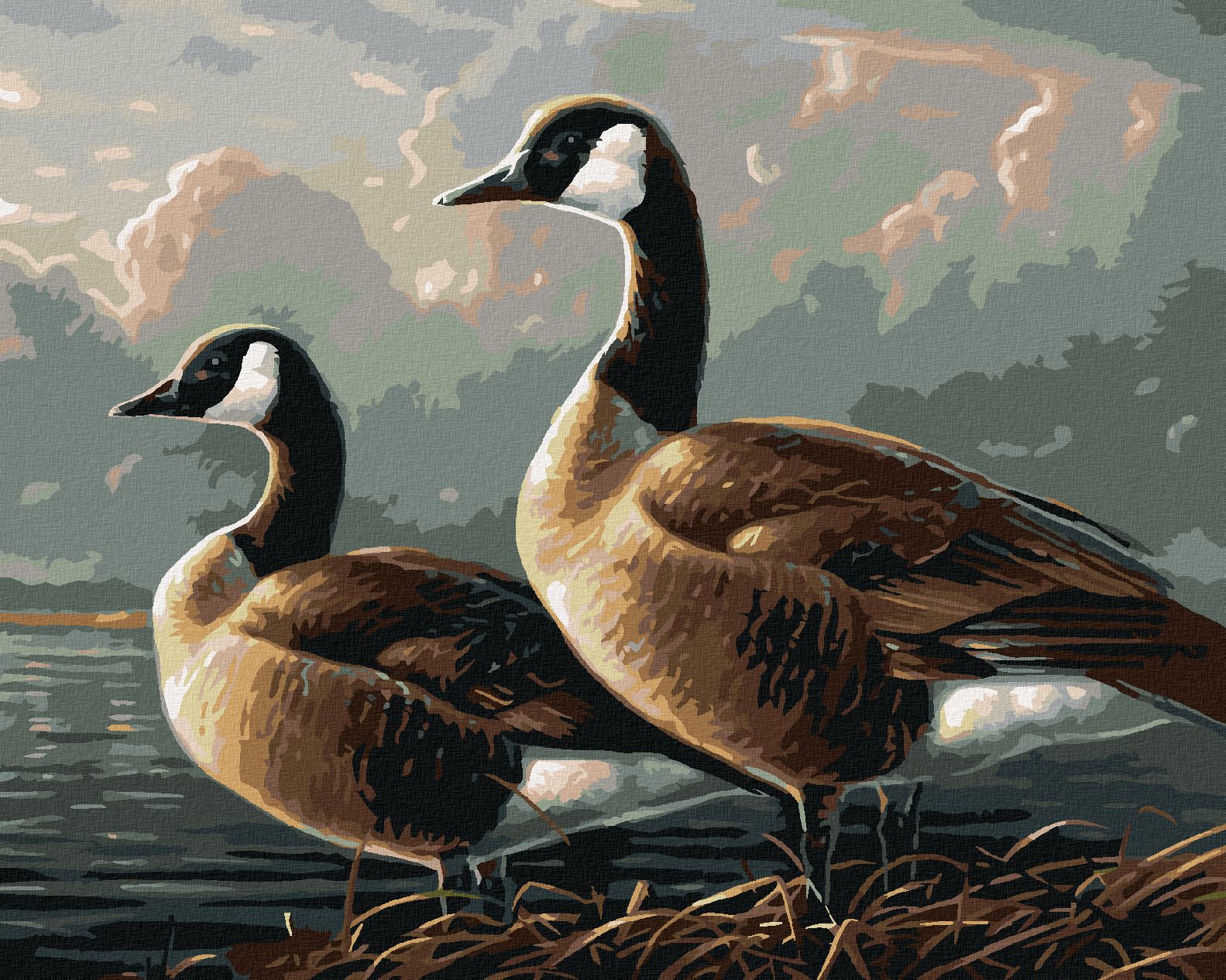 zuty Malování podle čísel - KANADSKÁ HUSA U VODY (ABRAHAM HUNTER) - Rozměr: 40x50 cm, Rámování: Varianta: vypnuté plátno na rám - obrázek 1