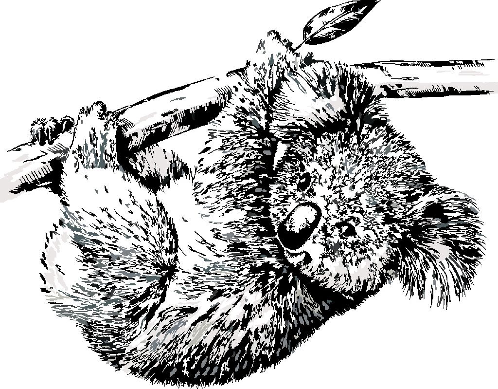 zuty Malování podle čísel - ČERNOBÍLÁ KOALA - Rozměr: 40x50 cm, Rámování: Varianta: bez rámu a bez vypnutí plátna - obrázek 4