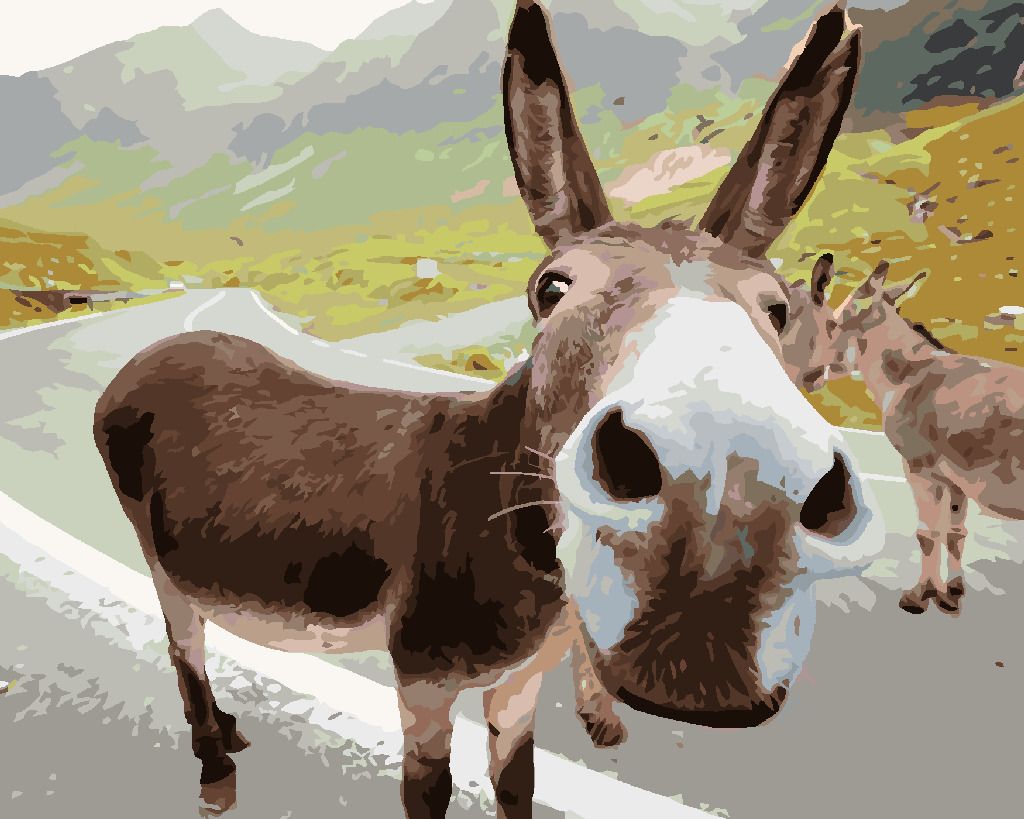 zuty Malování podle čísel - OSEL NA SILNICI - Rozměr: 40x50 cm, Rámování: Varianta: vypnuté plátno na rám - obrázek 7