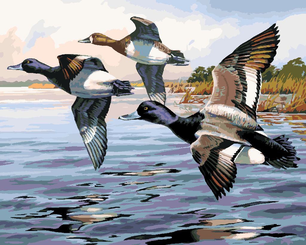 zuty Malování podle čísel - KACHNY V LETU (DARRELL BUSH) - Rozměr: 40x50 cm, Rámování: Varianta: vypnuté plátno na rám - obrázek 4
