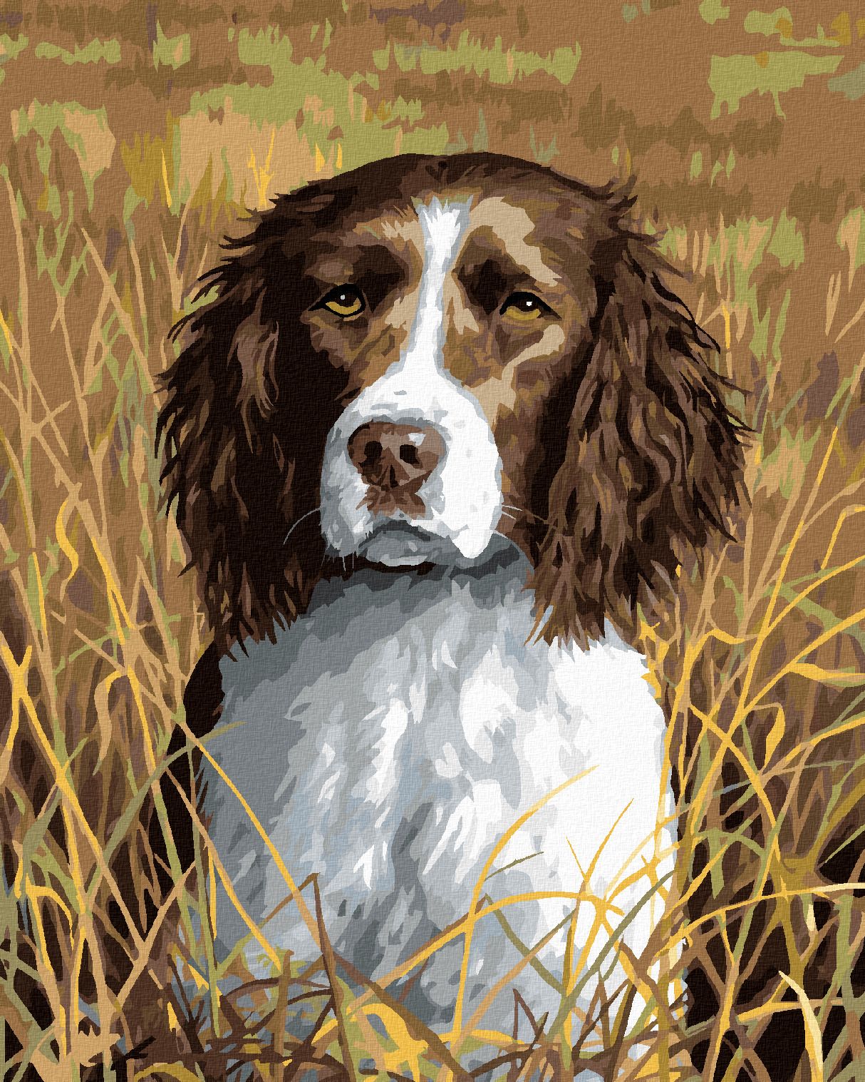 zuty Malování podle čísel - ANGLICKÝ ŠPRINGERŠPANĚL (ROBERT HAUTMAN) - Rozměr: 40x50 cm, Rámování: Varianta: bez rámu a bez vypnutí plátna - obrázek 1