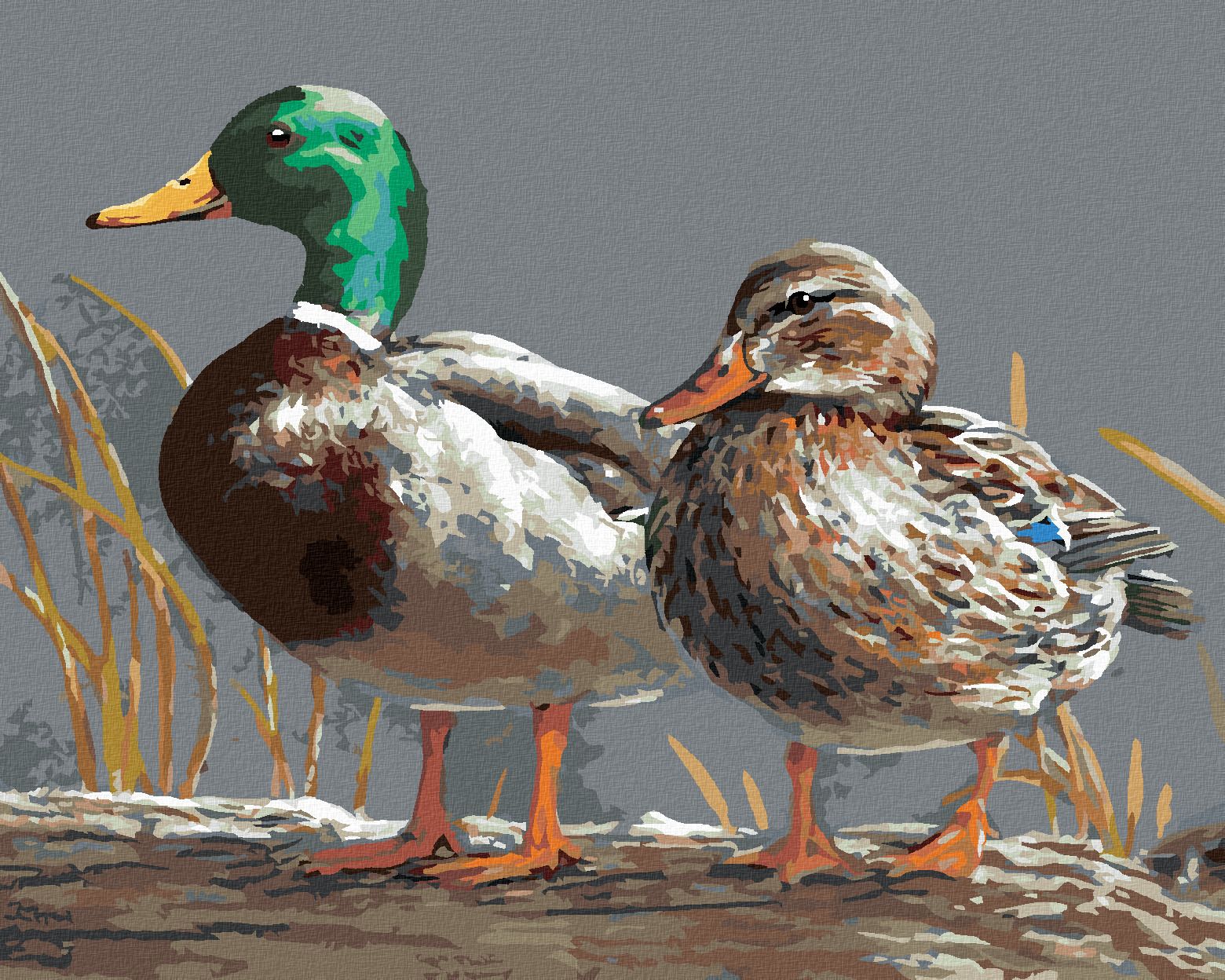 zuty Malování podle čísel - KACHNA (JOE HAUTMAN) - Rozměr: 40x50 cm, Rámování: Varianta: vypnuté plátno na rám - obrázek 1