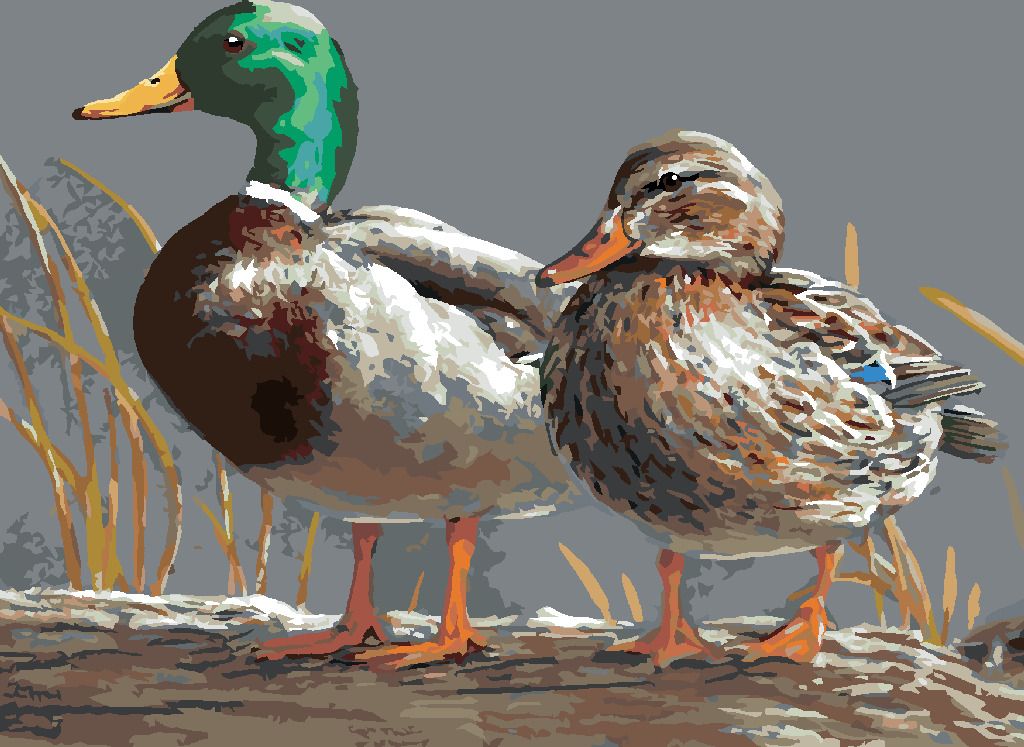 zuty Malování podle čísel - KACHNA (JOE HAUTMAN) - Rozměr: 40x50 cm, Rámování: Varianta: vypnuté plátno na rám - obrázek 2