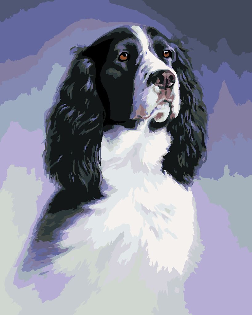 zuty Malování podle čísel - ANGLICKÝ ŠPRINGRŠPANĚL (JIM KILLEN) - Rozměr: 40x50 cm, Rámování: Varianta: vypnuté plátno na rám - obrázek 8