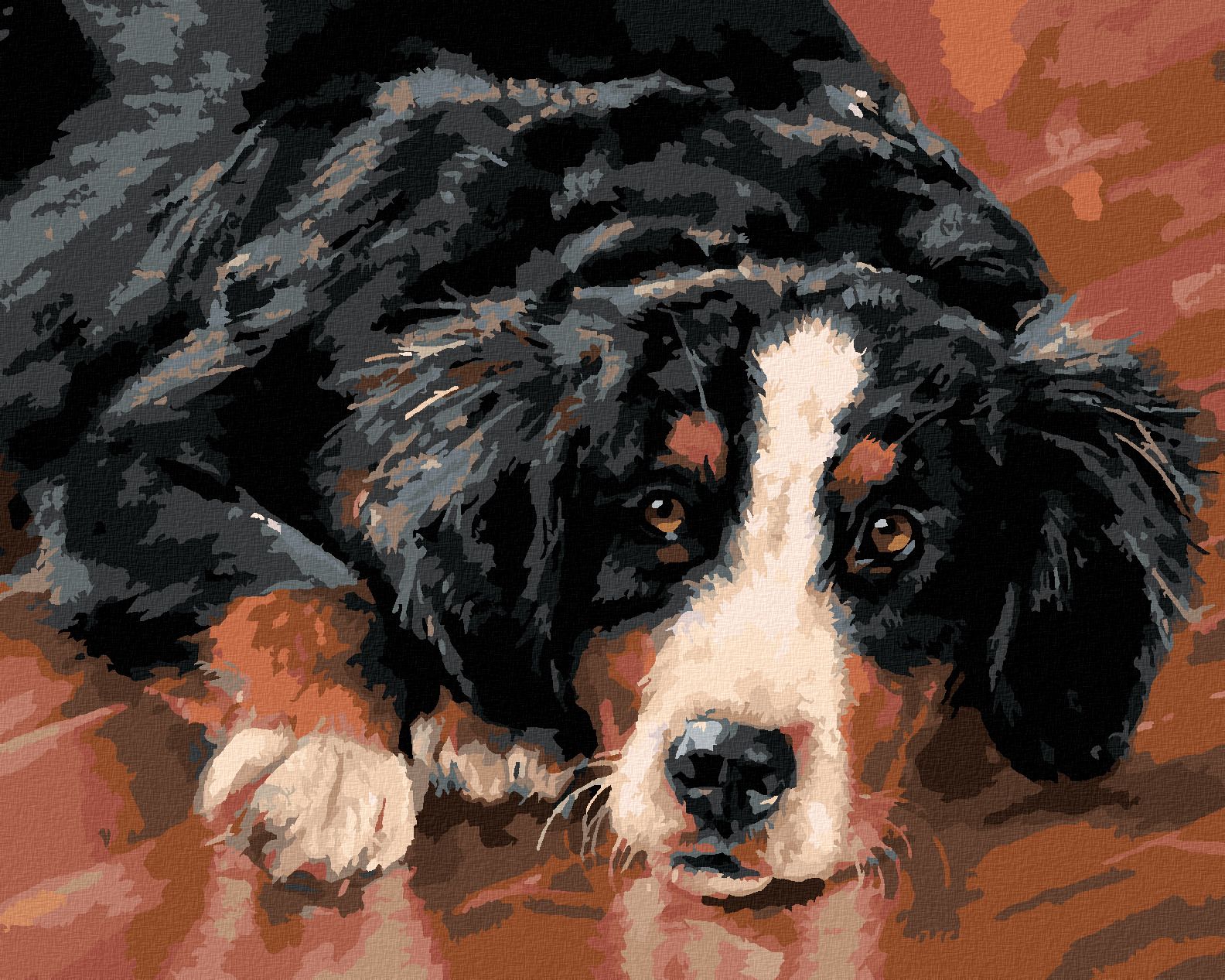 zuty Malování podle čísel – BERNSKÝ SALAŠNICKÝ PES (VICTORIA SCHULTZ) - Rozměr: 40x50 cm, Rámování: Varianta: vypnuté plátno na rám - obrázek 1