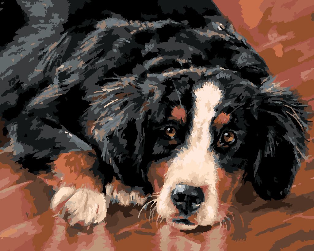 zuty Malování podle čísel – BERNSKÝ SALAŠNICKÝ PES (VICTORIA SCHULTZ) - Rozměr: 40x50 cm, Rámování: Varianta: vypnuté plátno na rám - obrázek 4