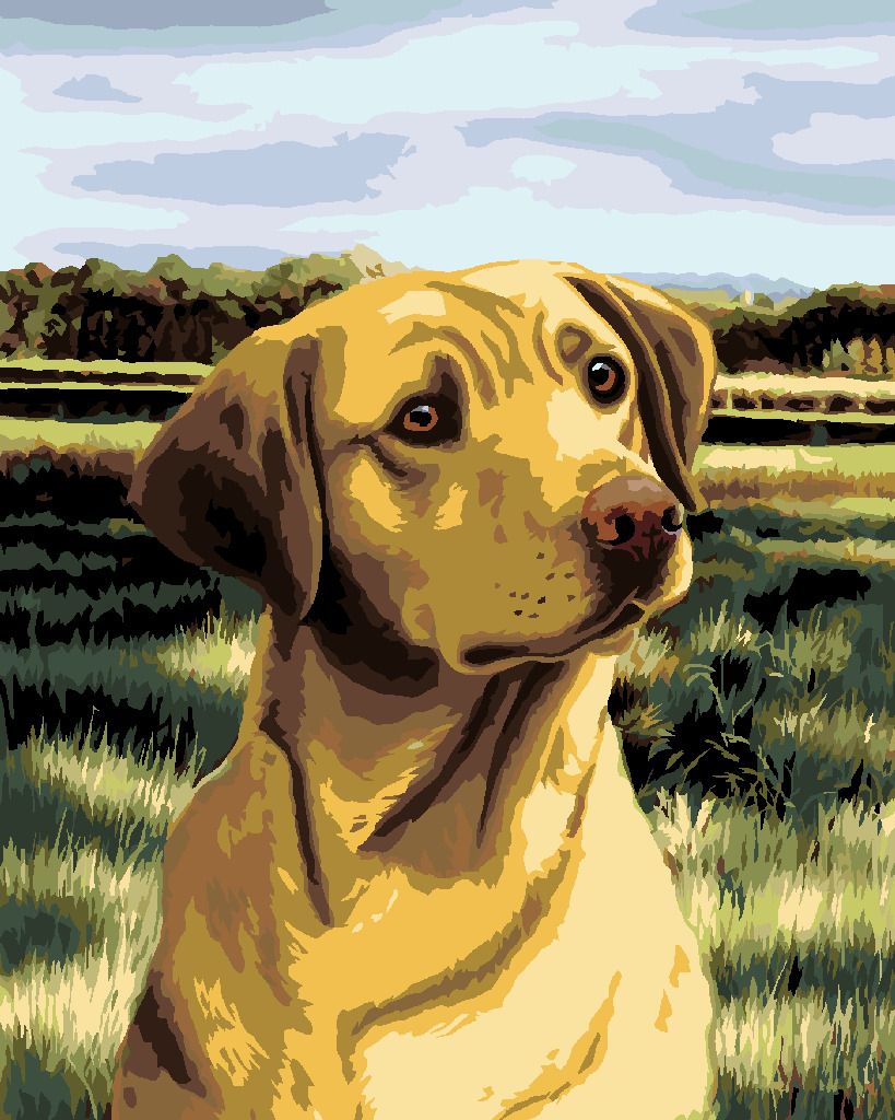 zuty Malování podle čísel – LABRADOR V POLI (NORTHERN PROMOTIONS) - Rozměr: 40x50 cm, Rámování: Varianta: vypnuté plátno na rám - obrázek 8