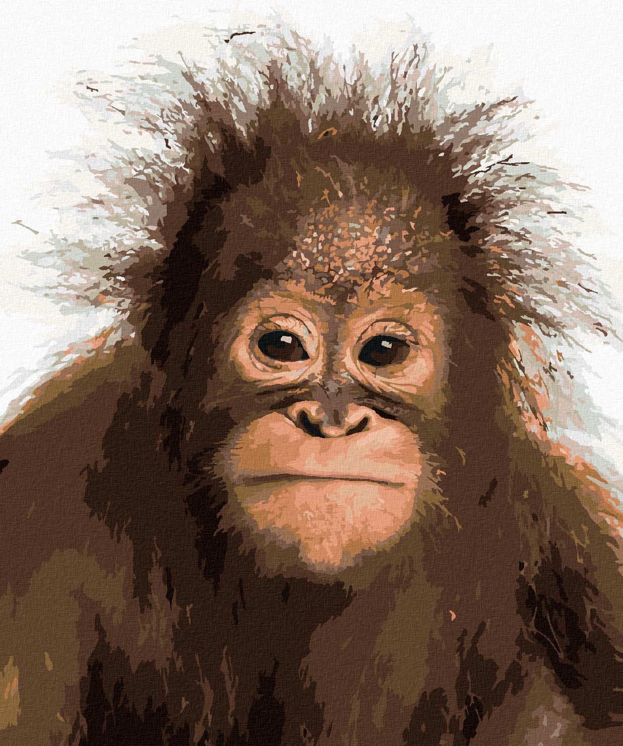 zuty Malování podle čísel - MLADÝ ORANGUTAN - Rozměr: 40x50 cm, Rámování: Varianta: vypnuté plátno na rám - obrázek 1