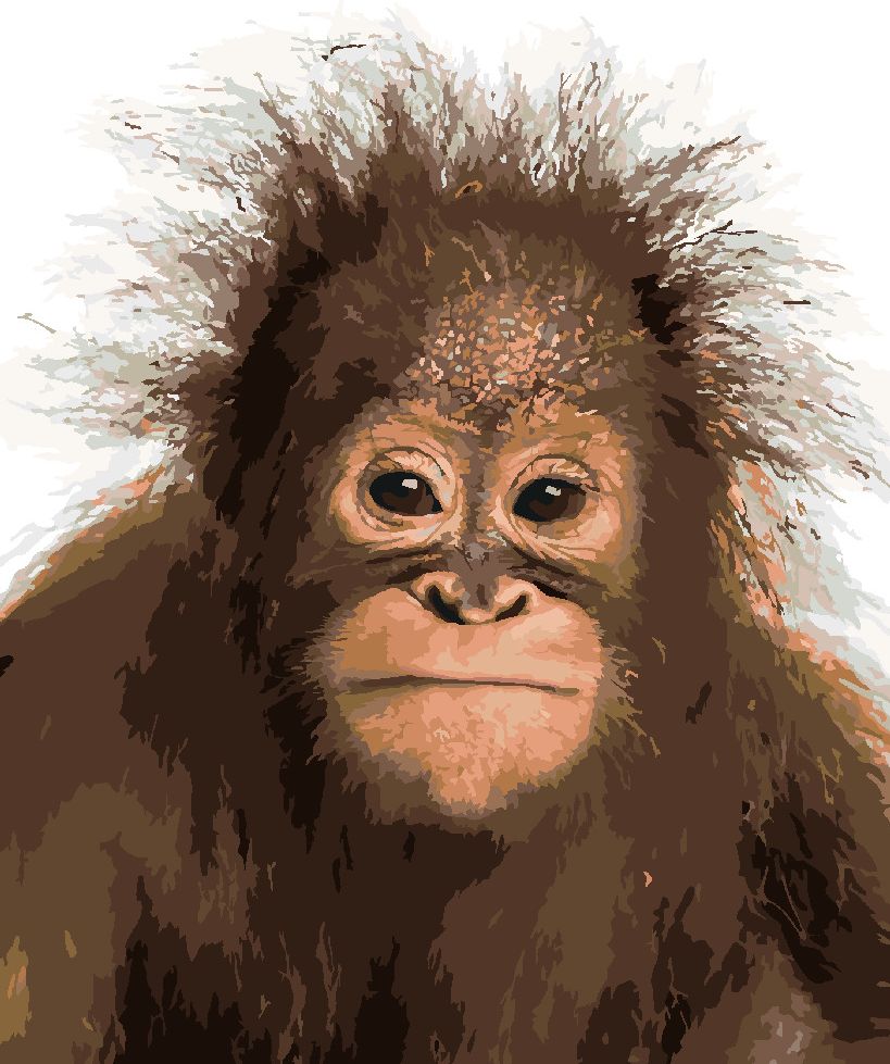 zuty Malování podle čísel - MLADÝ ORANGUTAN - Rozměr: 40x50 cm, Rámování: Varianta: vypnuté plátno na rám - obrázek 8