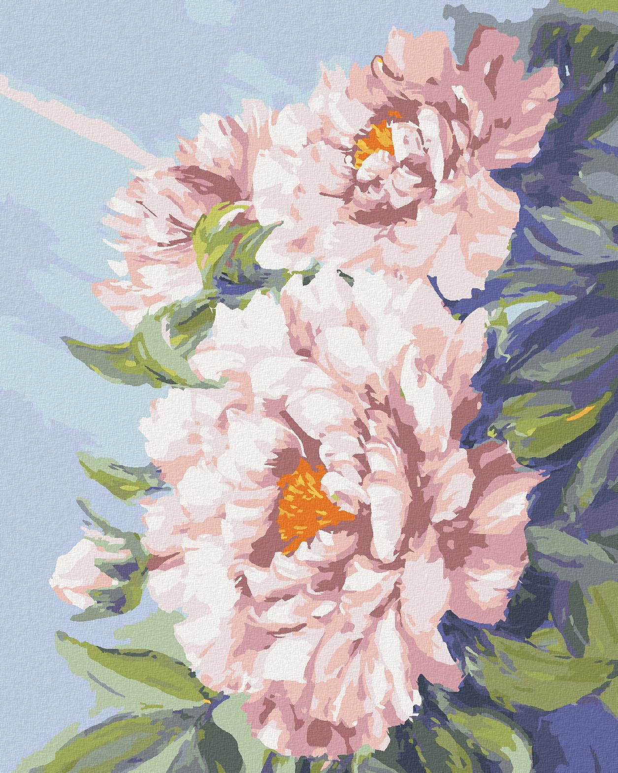 zuty Malování podle čísel - KVĚTY RŮŽOVÉ PIVOŇKY - Rozměr: 40x50 cm, Rámování: Varianta: vypnuté plátno na rám - obrázek 1