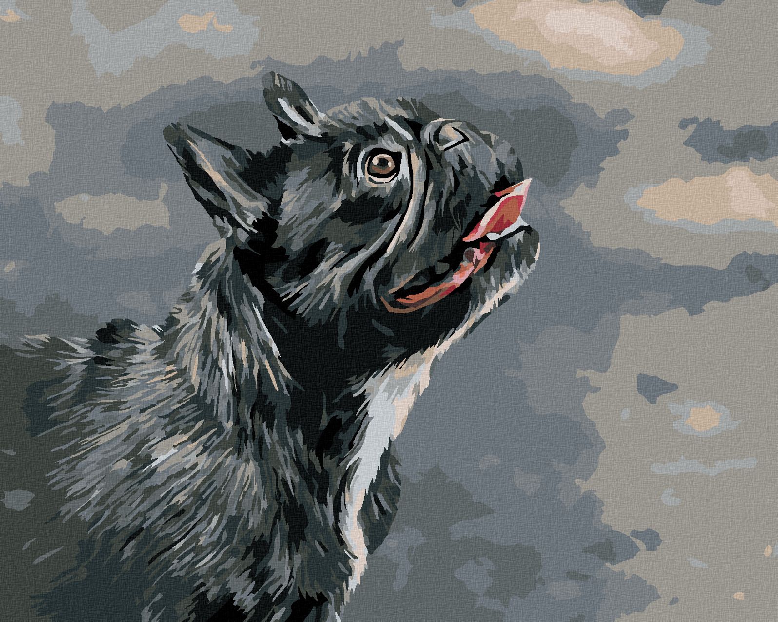 zuty Malování podle čísel - VZHLÍŽEJÍCÍ FRANCOUZSKÝ BULDOČEK - Rozměr: 40x50 cm, Rámování: Varianta: bez rámu a bez vypnutí plátna - obrázek 1